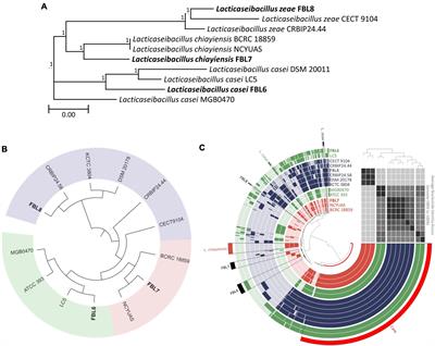 Full article: Complete genome sequencing of exopolysaccharide-producing  Lactobacillus plantarum K25 provides genetic evidence for the probiotic  functionality and cold endurance capacity of the strain