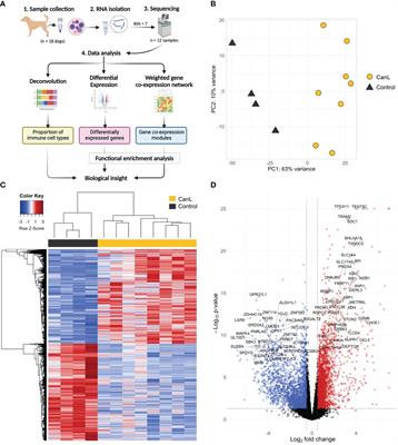 Modulation Of Host Immune Response During Leishmania Infantum Natural Infection A Whole Transcriptome Analysis Of The Popliteal Lymph Nodes In Dogs Immunology Frontiers