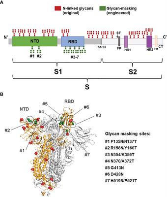 Frontiers  Unraveling cross-reactivity of anti-glycan IgG