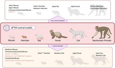 Frontiers | Animal Model of Severe Fever With Thrombocytopenia Syndrome  Virus Infection
