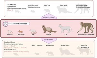 Frontiers | Animal Model of Severe Fever With Thrombocytopenia Syndrome Virus Infection Frontiers | Animal Model of Severe Fever With Thrombocytopenia Syndrome Virus Infection