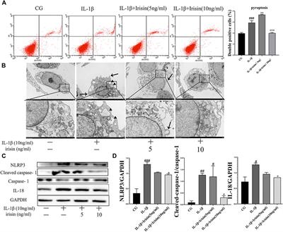 Frontiers   Mechanical Stimulation Protects Against Chondrocyte