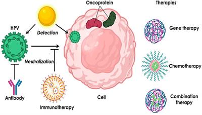 hpv virus cell structure