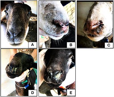 Nasal bots in sheep - Department of Agriculture and Food