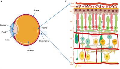 Frontiers  Exploring the Retinal Binding Cavity of