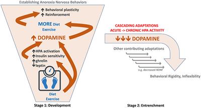 Effects of Dopamine: How Dopamine Drives Human Behavior