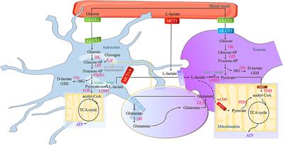 Lactate Attenuates Synaptic Transmission and Affects Brain Rhythms  Featuring High Energy Expenditure - ScienceDirect