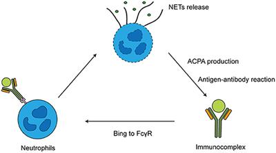 What Is the Anti-Cyclic Citrullinated Peptides (Anti-CCP) Blood Test?