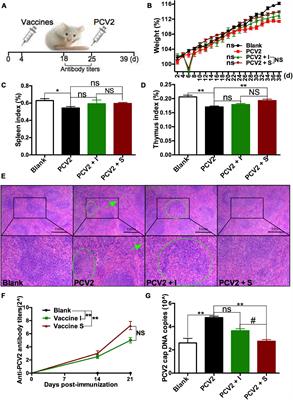 Frontiers  Porcine circovirus type 3: immunohistochemical detection in  lesions of naturally affected piglets