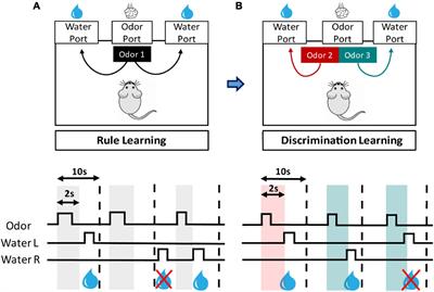 Frontiers  Decision Making as a Learned Skill in Mice and Humans
