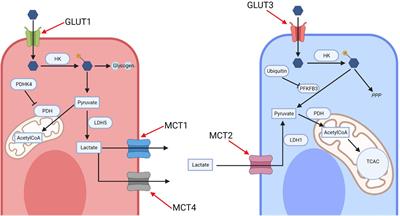 Frontotemporal Dementia and Glucose Metabolism - Frontiers