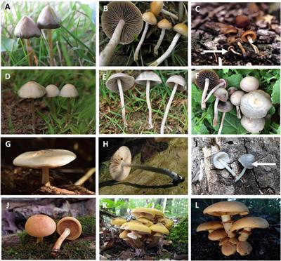 Frontiers | An Overview on the Taxonomy, Phylogenetics and Ecology of the  Psychedelic Genera Psilocybe, Panaeolus, Pluteus and Gymnopilus