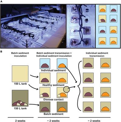 Frontiers Reef Sediments Can Act As A Stony Coral Tissue Loss Disease Vector Marine Science