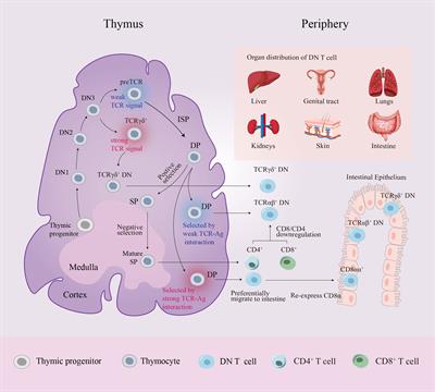 Cd3 Mature T Cells