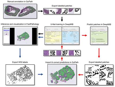 U-Net: deep learning for cell counting, detection, and morphometry