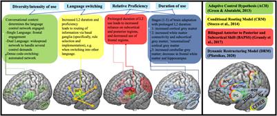 Bilingual benefits: Learning a second language boosts brain health - Study  Finds