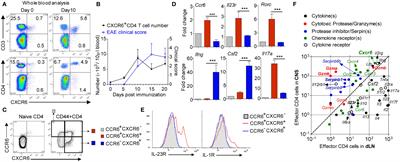 Frontiers | CCR6 and CXCR6 Identify the Th17 Cells With Cytotoxicity in Experimental Autoimmune Encephalomyelitis