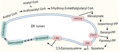 PI(4,5)P2 and Cholesterol: Synthesis, Regulation, and Functions