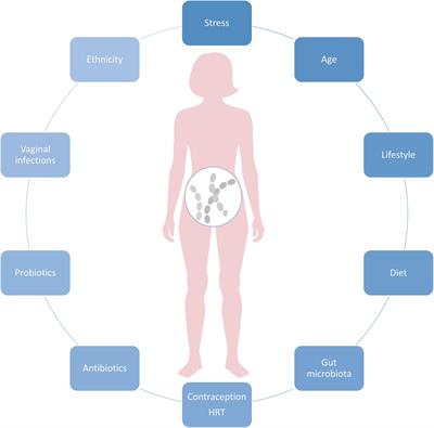 Frontiers Healthy Vaginal Microbiota and Influence of Probiotics Across the Female Life Span image