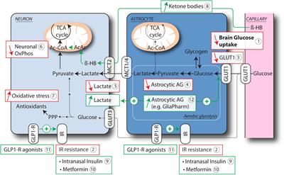 PDF) Neuro-Vulnerability in Energy Metabolism Regulation: A