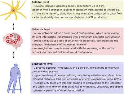 PDF) Neuro-Vulnerability in Energy Metabolism Regulation: A