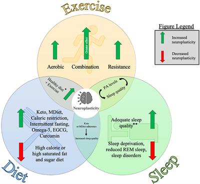 II. The Link Between Cardiovascular Fitness and Sleep Quality