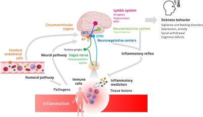 Frontiers  Inflammation and immune cell abnormalities in