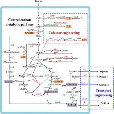 Frontiers Natural 5 Aminolevulinic Acid Sources Biosynthesis Detection And Applications Frontiers Natural 5 Aminolevulinic Acid Sources Biosynthesis Detection And Applications