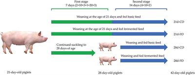Frontiers | Effects of Fermented Feed on the Growth Performance, Intestinal Function, and Microbiota of Piglets Weaned at Different Age Frontiers | Effects of Fermented Feed on the Growth Performance, Intestinal Function, and Microbiota of Piglets Weaned at Different Age