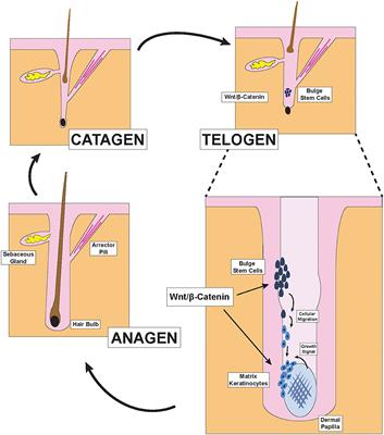 Frontiers | Treatment of Androgenetic Alopecia Using PRP to Target Dysregulated Mechanisms and Pathways Frontiers | Treatment of Androgenetic Alopecia Using PRP to Target Dysregulated Mechanisms and Pathways