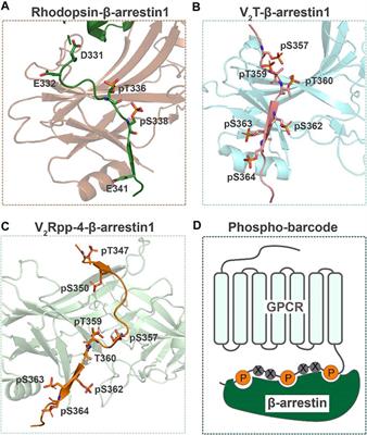 Identification and functional characterisation of N-linked glycosylation of  the orphan G protein-coupled receptor Gpr176