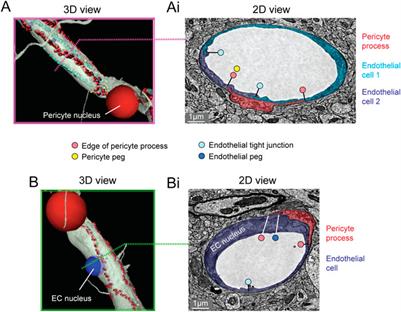 chorus Stop by to know Thirty Frontiers | Public Volume Electron Microscopy Data: An Essential Resource to Study the Brain Microvasculature chorus Stop by to know Thirty Frontiers | Public Volume Electron Microscopy Data: An Essential Resource to Study the Brain Microvasculature