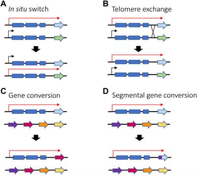 Frontiers Shared Mechanisms For Mutually Exclusive Expression And Antigenic Variation By Protozoan Parasites Cell And Developmental Biology