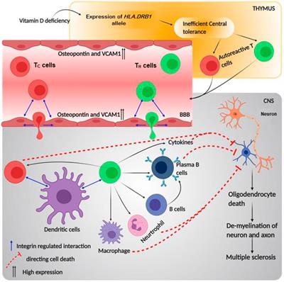 Frontiers  Integrin Regulated Autoimmune Disorders: Understanding the Role  of Mechanical Force in Autoimmunity