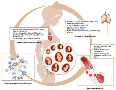 Frontiers | Effects of Vertical Transmission of Respiratory Viruses to the  Offspring