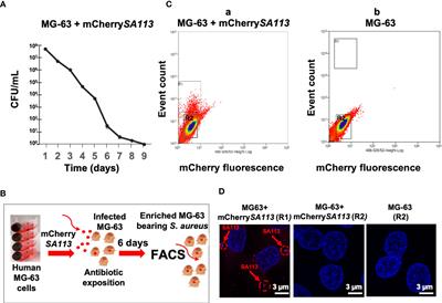 Frontiers  Selective Host Cell Death by Staphylococcus aureus: A Strategy  for Bacterial Persistence