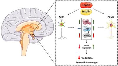 The Surprising Connection: Fasting and Anxiety Relief - How fasting regulates neurotransmitter levels and improves mood
