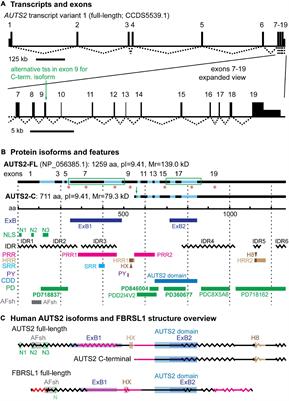 Frontiers Auts2 Syndrome Molecular Mechanisms And Model Systems