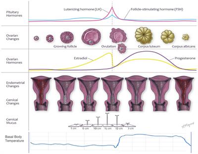 Fertility? Infertility? See How Your Ovulation Chart Compares
