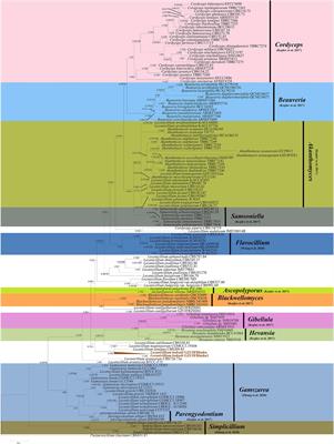 Frontiers  Estimated Divergence Times of Lecanicillium in the Family  Cordycipitaceae Provide Insights Into the Attribution of Lecanicillium