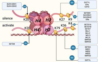 Histone methyltransferases Setd1b increases H3K4me3 level to