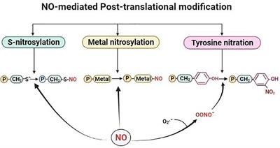 Frontiers  Phytohormonal Regulation Through Protein S-Nitrosylation Under  Stress