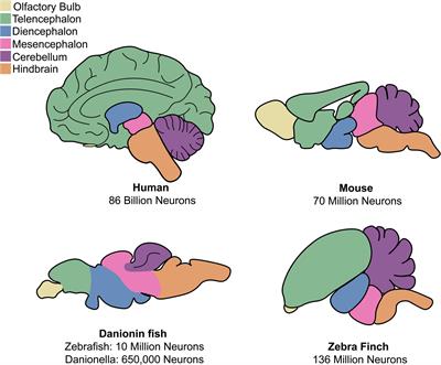 My knowledge is definitive — The mouse will have your head