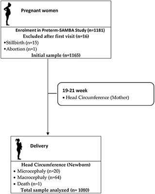 Frontiers | Head circumference as an epigenetic risk factor ...