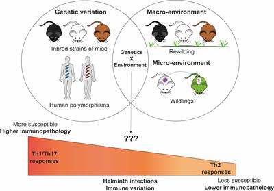 Frontiers | The Influence of Genetic and Environmental Factors and Their Interactions on Immune Response to Helminth Infections Frontiers | The Influence Of Genetic And Environmental Factors And Their Interactions On Immune Response To Helminth Infections