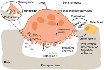 Monocyte progenitors give rise to multinucleated giant cells