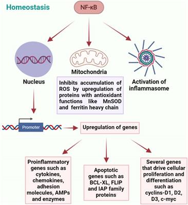 Arsenic Trioxide Induces Apoptosis of Human Monocytes during Macrophagic  Differentiation through Nuclear Factor-κB-Related Survival Pathway  Down-Regulation