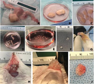 Frontiers | Human Ovarian Follicles Xenografted in Immunoisolating Capsules  Survive Long Term Implantation in Mice