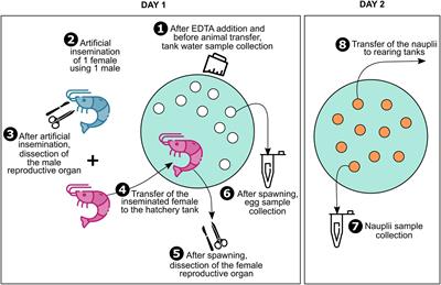 Frontiers  Rhodobacteraceae dominate the core microbiome of the