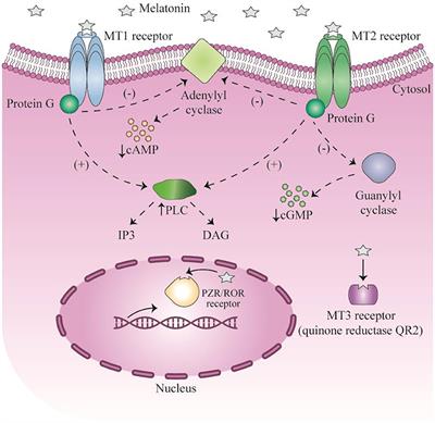 Frontiers  The interplay between prolactin and cardiovascular disease